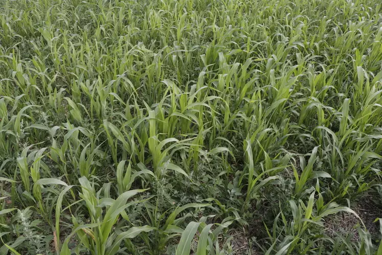 Un méteil (triticale, pois), enrubanné en mai, laisse ensuite place à un mélange sorgho multicoupe et trèfle d'Alexandrie semé en direct, pâturé derrière ou ...