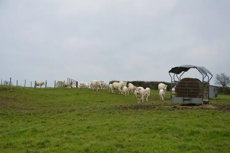 Les éleveurs disposent d'une première parcelle aménagée où un lot de 20 vaches suitées démarre la mise à l'herbe. 