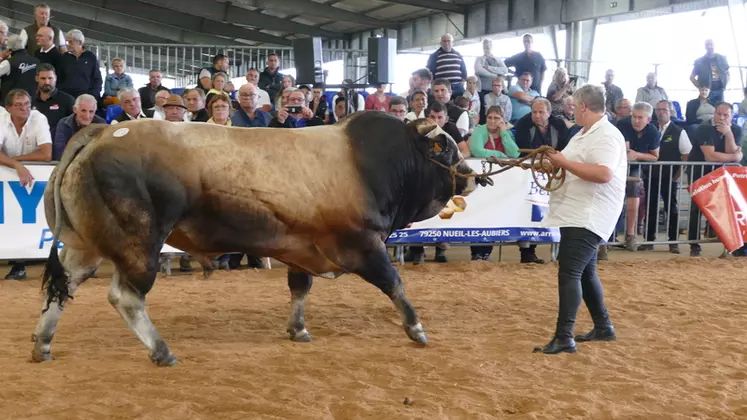 Spirit (Mannequin/Lady) au Gaec de la Guibaudière (53) est le meilleur jeune taureau du concours national. Ses largeurs de dos, dessus d’épaule, finesse d’os et ...