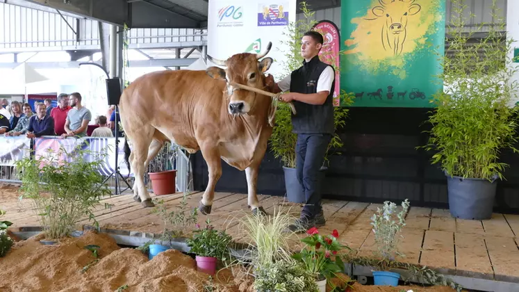Meilleure vache gestante du concours, Paprika (Mannequin/Erika) est une des nombreuses vaches amenées par le Gaec Delion (79). Sa largeur exceptionnelle, son dos super ...