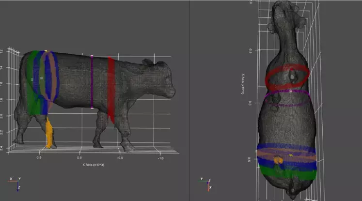 Les images 3D obtenues sont le résultat de l’assemblage informatique des captures réalisées par le scanner au moment où l’animal le traverse. 1728 images ont ainsi ...