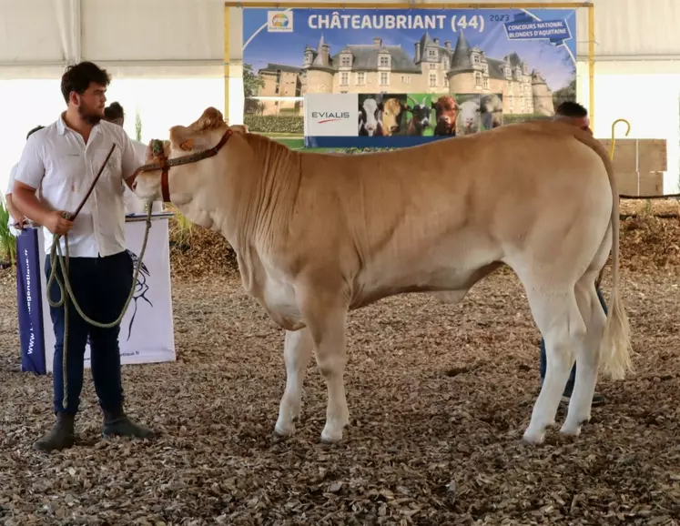 Trésor, meilleure enchère femelle, a été vendue 9 100 € à la SCEA Vernière dans l'Aveyron.