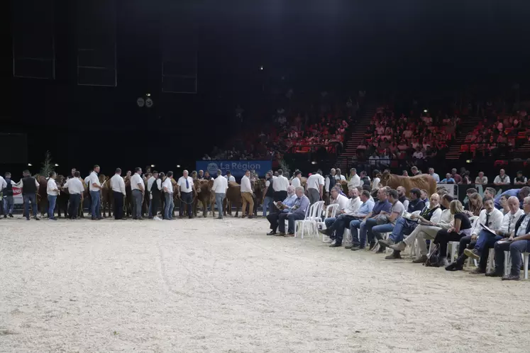 Vente aux enchères de race limousine au zénith d'Auvergne au Sommet de l'élevage 2023