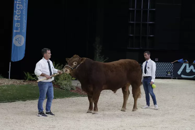 Tempo P (Magnum PGD RR VS x Papaye RR) est très long, avec une bonne largeur de dos, une bonne rectitude, un bassin ouvert et une cuisse bien dessinée.