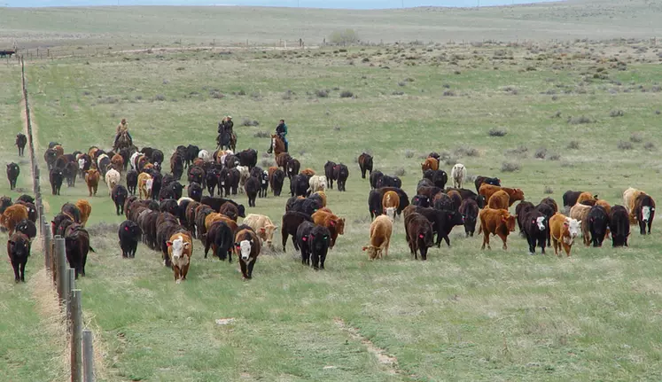 vaches et cowboys dans un pré aux Etats-Unis