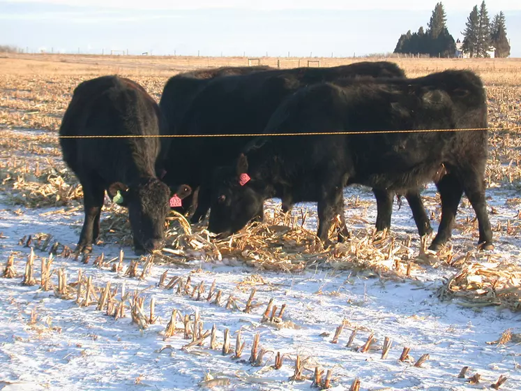 vaches pâturant dans un champ enneigé aux Etats-Unis