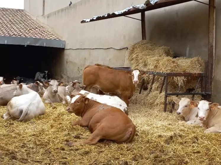 Les élevages espagnols ont maintenu leur rentabilité grâce à la hausse du prix du vif mais aussi en adaptant leurs systèmes pour réduire leurs charges.
