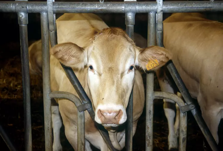 Vache blonde d'Aquitaine dans une stabulation.