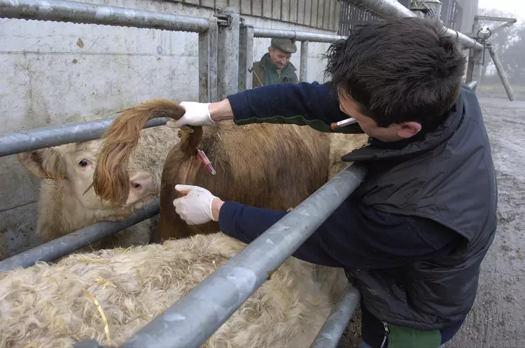 D’après les descriptions faites par les acteurs de terrain, la nouvelle souche appartenant au sérotype 8 engendre des signes cliniques (animaux malades) plus ou moins intenses chez les bovins et ovins pouvant aller jusqu’à la mort de certains animaux y compris des adultes, rapporte la plateforme ESA.