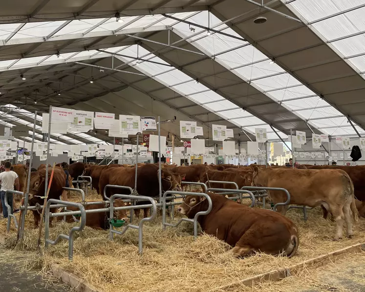 La veille de l'ouverture du Sommet de l'élevage 2023, dans le hall 3 (bovins viande), les stalles sont pleines sous les bannières de la race limousine.