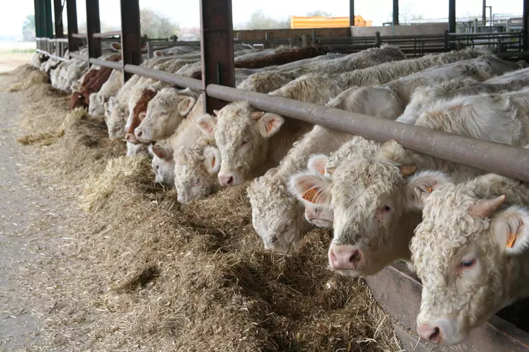 engraissement de charolais en italie