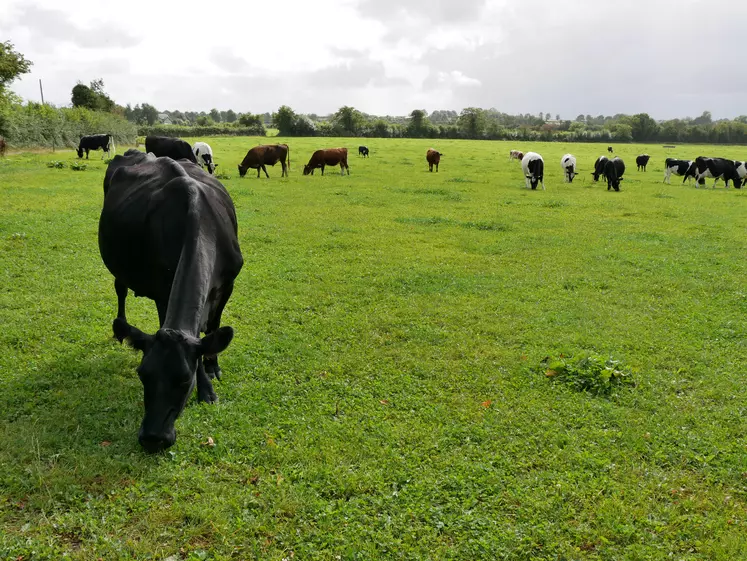 vaches laitières croisées en irlande