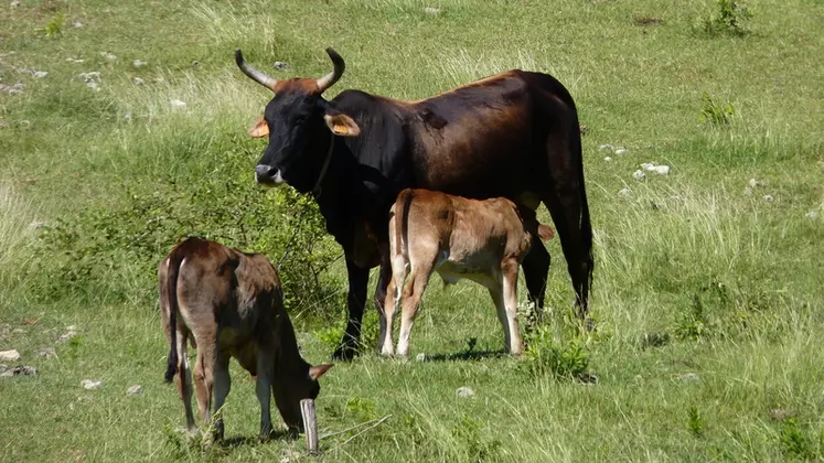 Le bovin créole est issu de taurins d’Espagne et du Portugal croisés avec des animaux d’Afrique de l’Ouest et de zébus de l’Inde. Ces lignées représentent 40% du ...