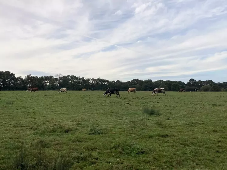 Les vaches paissent toute l’année sur les prairies humides autour de l’exploitation.  