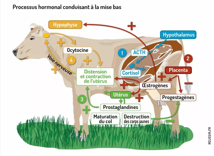 physiologie du vêlage