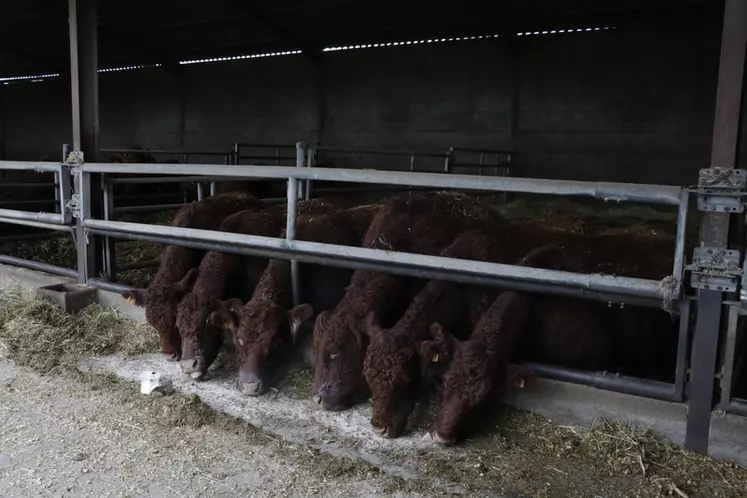 Ayant davantage de difficultés à trouver des plus-values sur les vaches de réforme engraissées, les éleveurs ont abaissé le cheptel de vingt têtes pour tester la mise ...