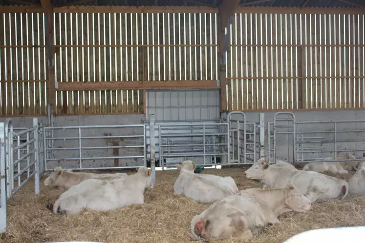 Les 48 vaches sont logées en trois lots de 16, avec à l'arrière les boxes à veaux et de vêlage. Une porte donne accès direct depuis l'extérieur au boxe de vêlage. 