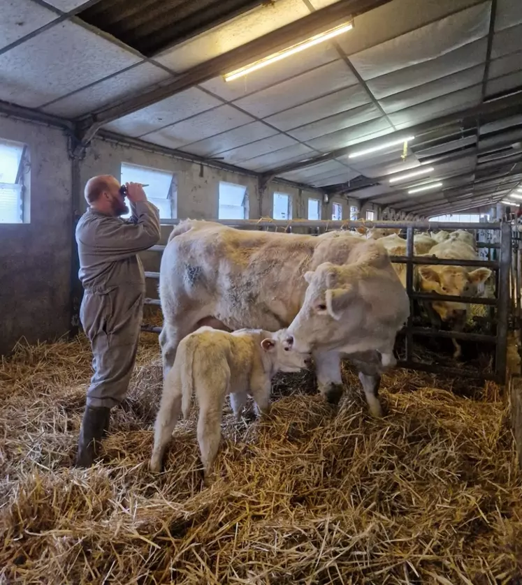 La qualité du colostrum renseigne sur l'état de santé de la vache en fin de gestation, et derrière sur les pratiques de préparation au vèlage.