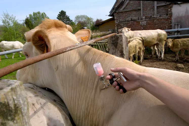 Vaccination des bovins contre la FiÃ¨vre Catarrhale Ovine (FCO). Rassemblement des animaux dans un parc de contention. VÃ©terinaire en train de vacciner.