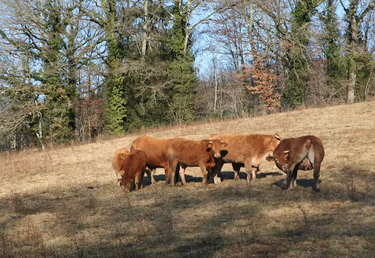 vaches limousines au pré en hiver