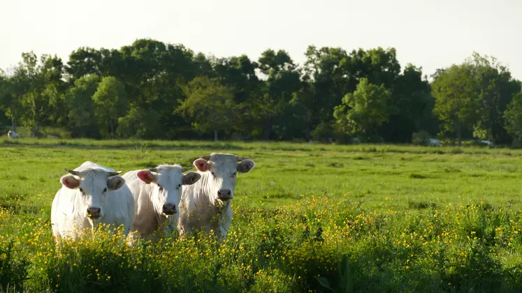 La production de bovins allaitants a une image environnementale plutôt positive – au-delà des controverses sur la consommation de viande –, puisqu’elle est associée à la mise en valeur de milieux riches en biodiversité.
