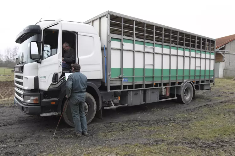 transport bovins camion