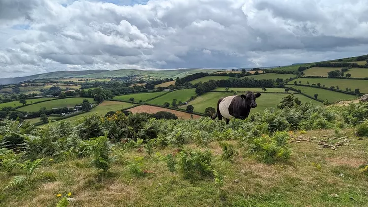 Dans le Dartmoor (sud ouest anglais), ovins, bovins et équins cohabitent quasiment toute l’année sans clôture ni berger. 