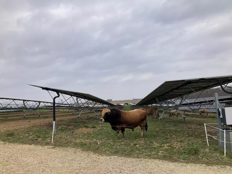 Vaches suitées et taureau de race aubrac panneaux agrivoltaïques 