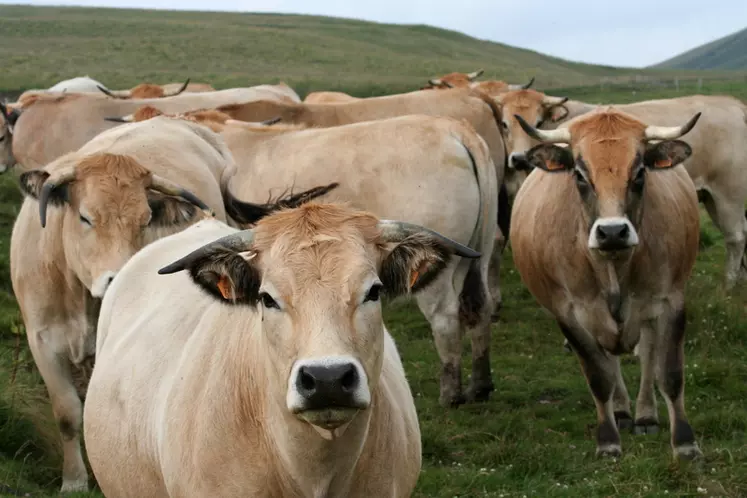 vaches de race aubrac