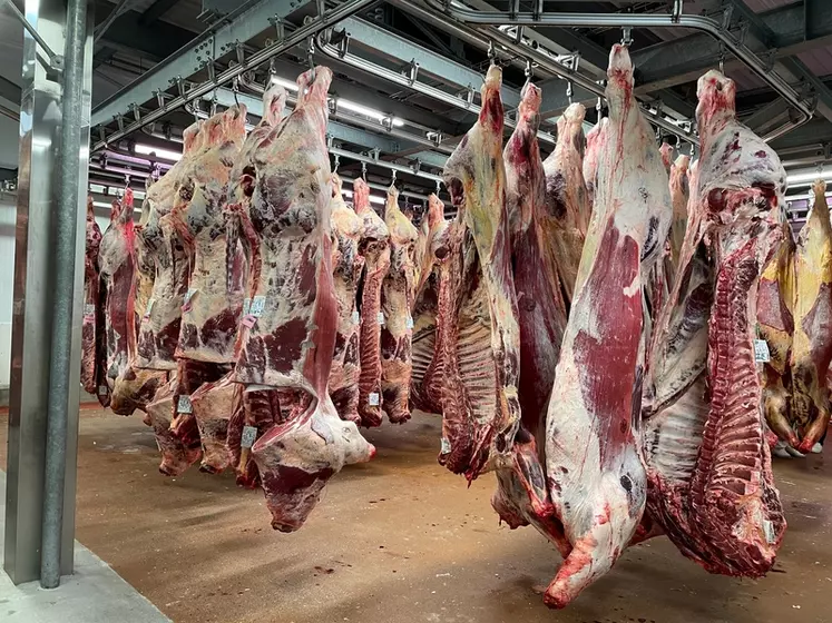 Carcasses de bovins suspendues dans un abattoir