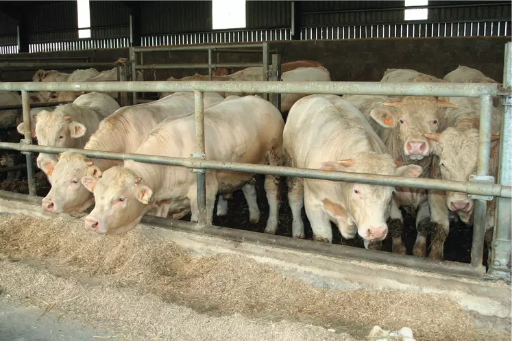 jeunes bovins charolais à l'engraissement