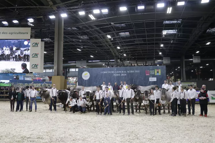 Photo d'ensemble au concours de la race bazadaise à l'occasion du Concours Général Agricole 2024. 