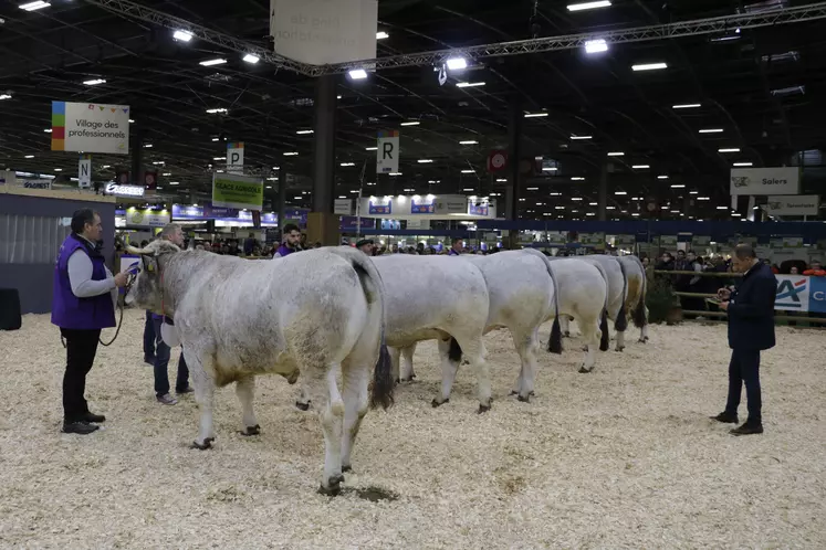 Six bœufs sous le signe officiel de qualité Label Rouge Gasconne des Pyrénées ont défilé sur le ring de présentation du Hall 1, au Salon International de l'Agriculture (Sia) 2024.