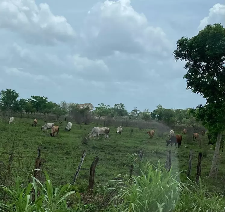 bovins dans le Yucatan au Mexique