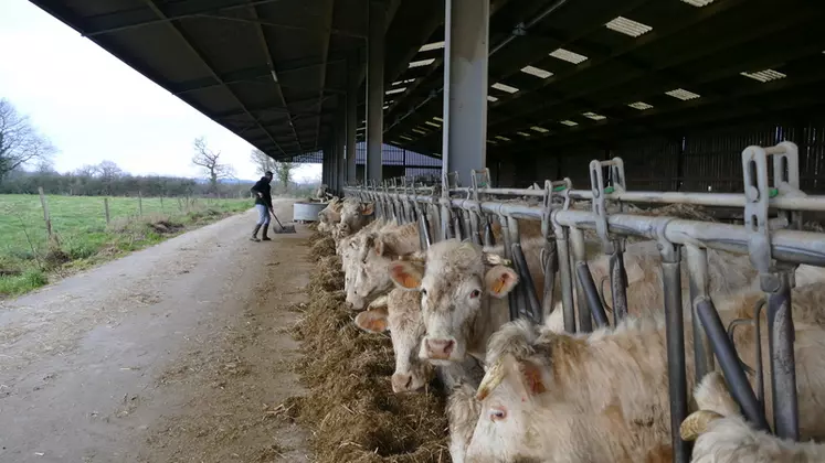 En bovins viande, l’éleveur travaille souvent seul avec les animaux. La conception et l’aménagement de son bâtiment doivent en tenir compte. 