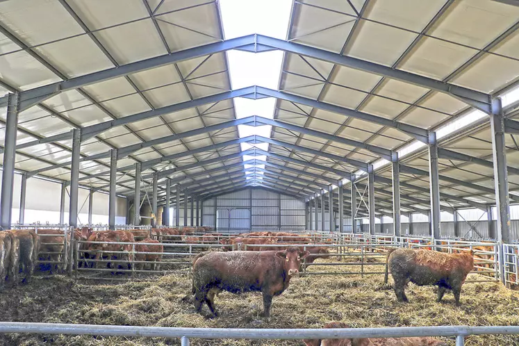 Stabulation aire paillée avec stockage fourrage élevage vaches limousines en Haute-Loire