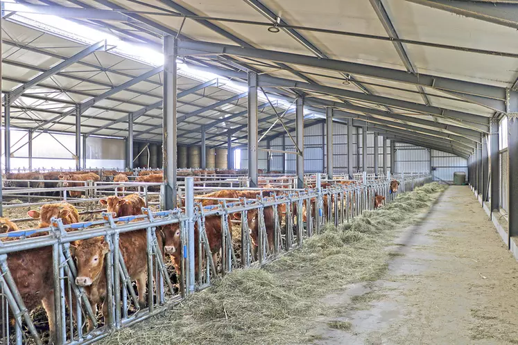 Stabulation aire paillée avec stockage fourrage élevage vaches limousines en Haute-Loire