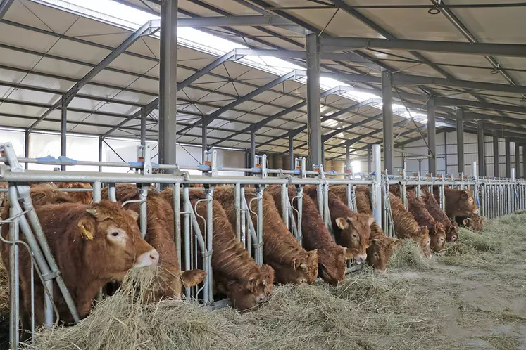 Stabulation aire paillée avec stockage fourrage élevage vaches limousines en Haute-Loire