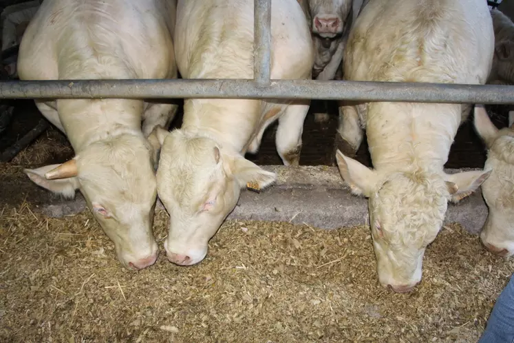 Les taurillons et les vaches à l’engraissement reçoivent la même ration, augmentée de 30 % pour les vaches.