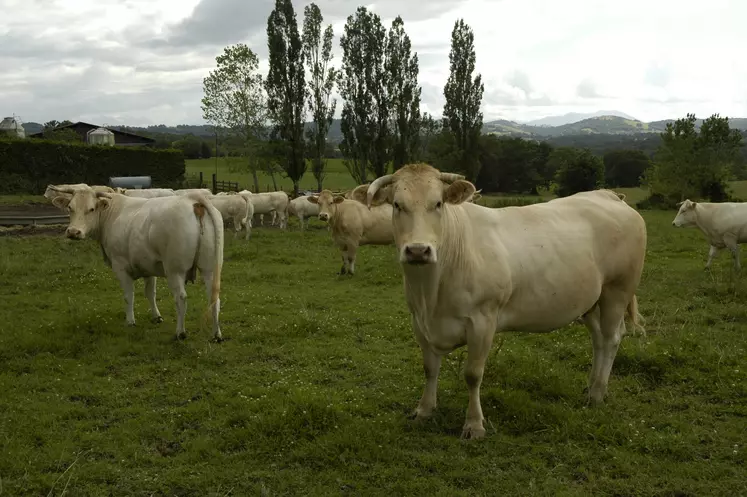 vaches de race blonde d'Aquitaine au pré
