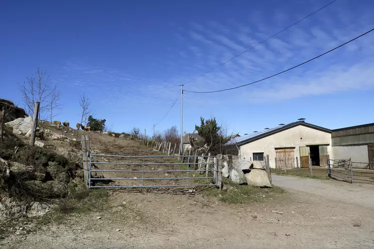 élevage de vaches de race aubrac en Lozère