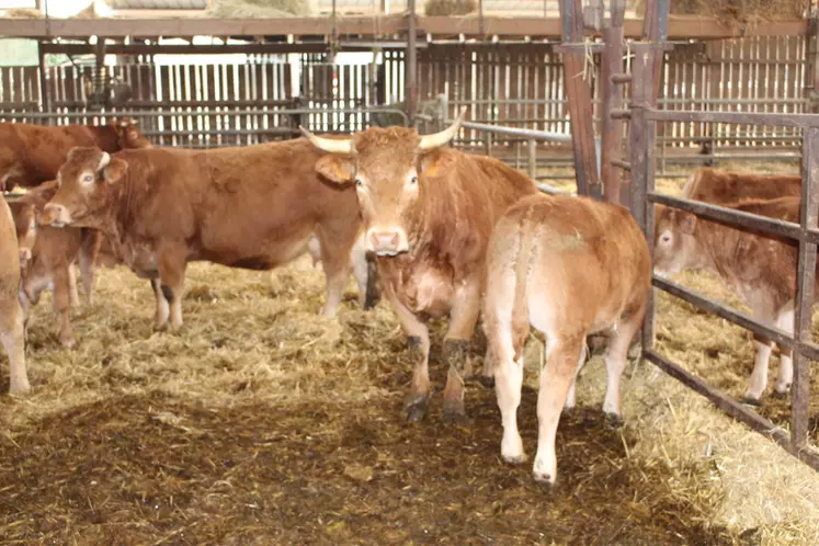 vaches limousines suitées bio