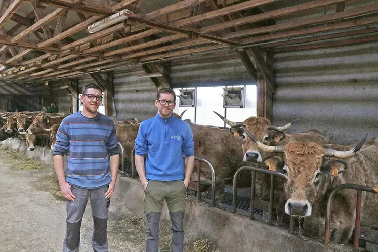 élevage de vaches de race aubrac en Lozère