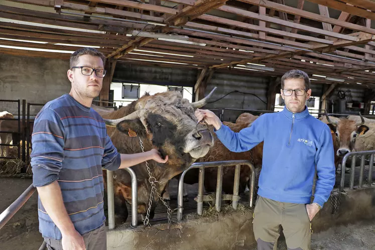 élevage de vaches de race aubrac en Lozère