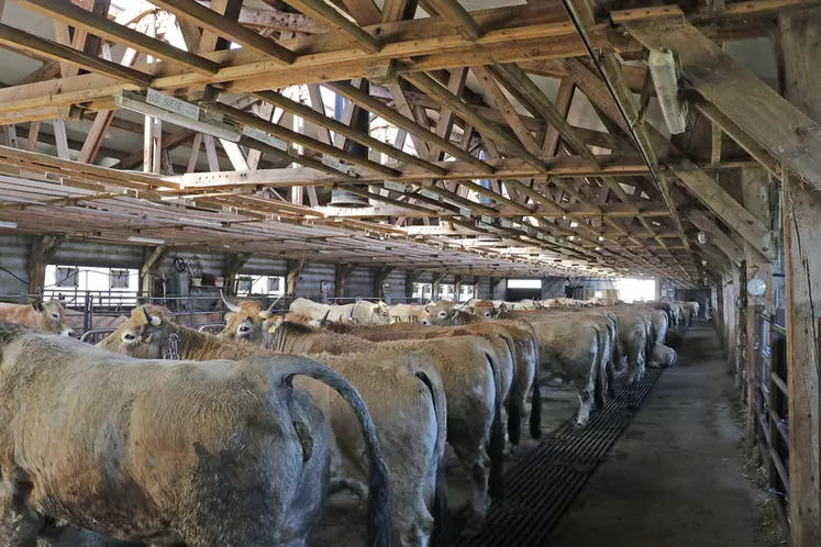 élevage de vaches de race aubrac en Lozère