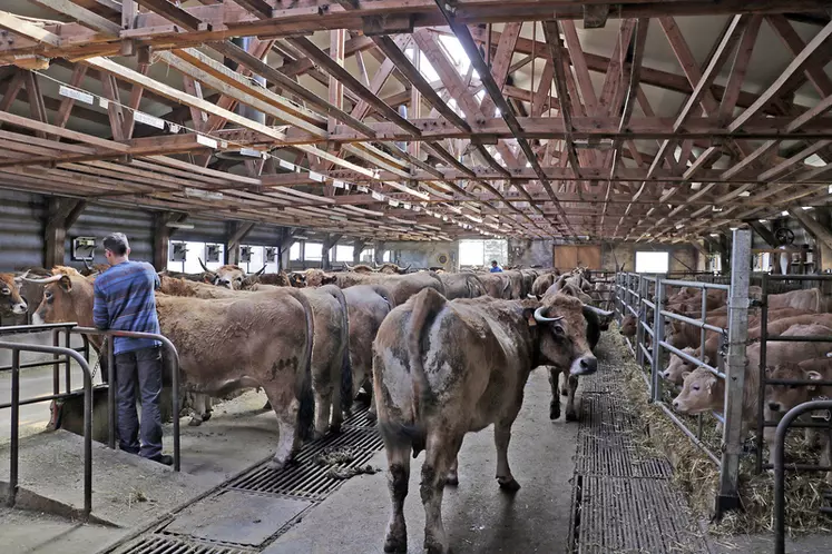 élevage de vaches de race aubrac en Lozère