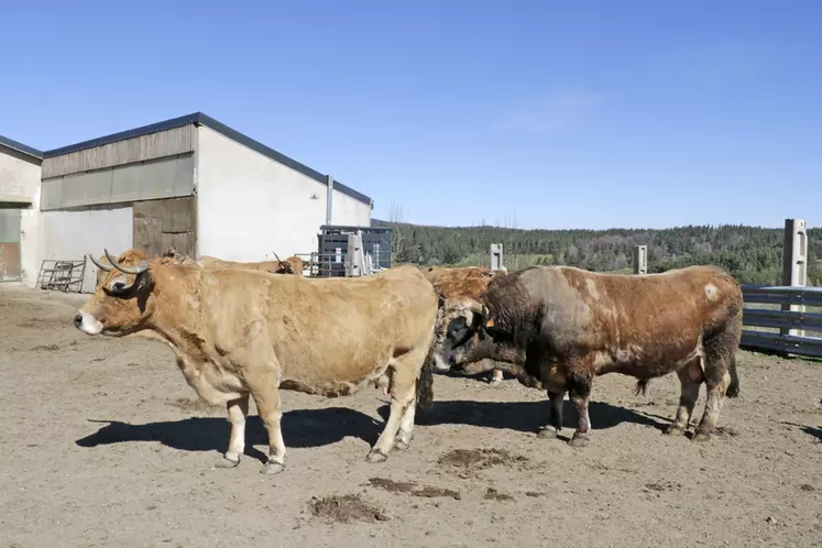 élevage de vaches de race aubrac en Lozère