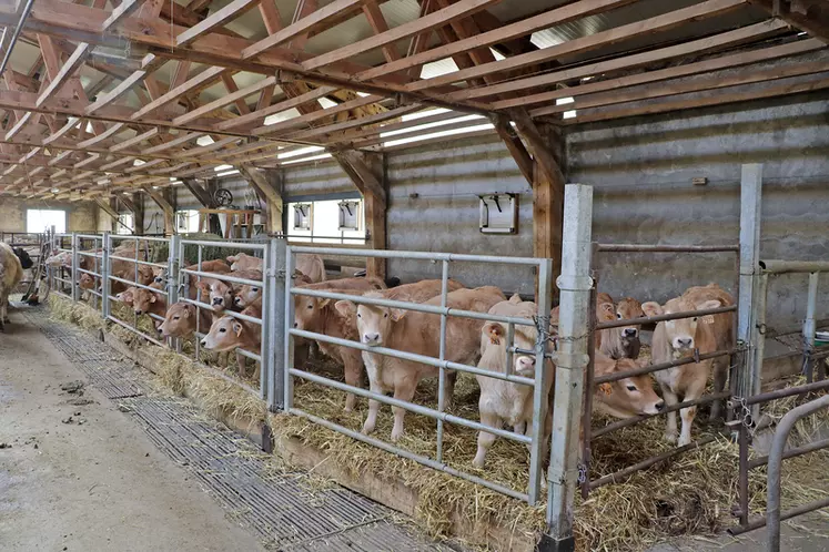 élevage de vaches de race aubrac en Lozère