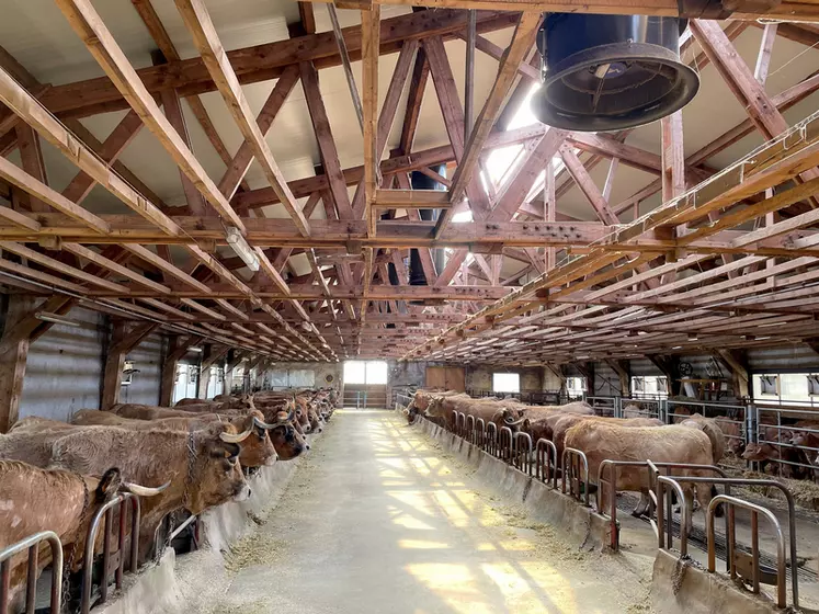 élevage de vaches de race aubrac en Lozère