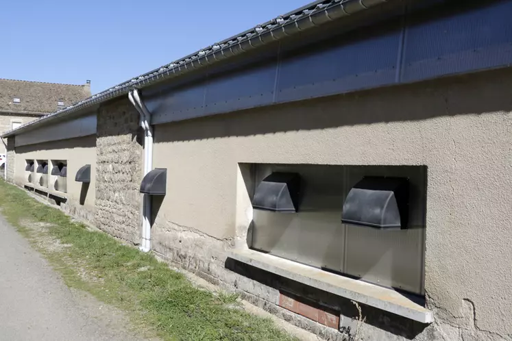 élevage de vaches de race aubrac en Lozère